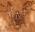 Funnel Web Spider