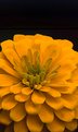 Picture Title - YELLOW    ZINNIA