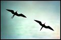 Picture Title - Poetry in Flight
