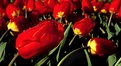 Picture Title - Tulip Fields