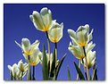 Picture Title - Tulips en Regalia