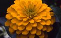 Picture Title - MY   ZINNIA