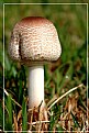 Picture Title - Mr. Mushroom
