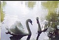 Picture Title - Swan in Love