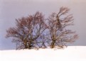 Picture Title - treeeeeeeeees aaaaaaaand snoooooooow 