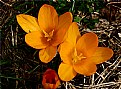 Picture Title - crocus family