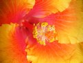 Picture Title - Hibiscus