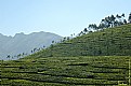 Picture Title - Tea Garden