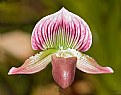 Picture Title - Orchid 2