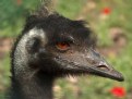 Picture Title - Emu