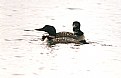 Picture Title - Loon Lovers