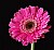 Gerber Daisy