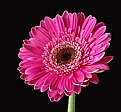 Picture Title - Gerber Daisy