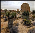 Picture Title - Joshua Tree I