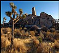 Picture Title - Joshua Tree III