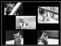 Picture Title - Kitties story board