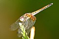 Picture Title - DragonFly closeup