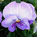 Picture Title - lavender pansy