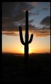 Picture Title - Saguaro 