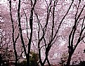 Picture Title - A cherry tree