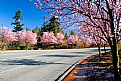 Picture Title - Stunning Blossoms 