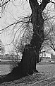 Picture Title - Old Tree