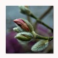 Picture Title - ...Magnolia Bud...