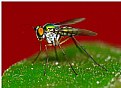 Picture Title - Macro fly