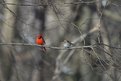 Picture Title - Dude, you're in my tree!.