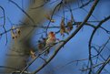 Picture Title - Male House Finch.