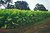 TOBACCO GROWING IN KENTUCKY