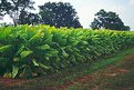 Picture Title - TOBACCO GROWING IN KENTUCKY