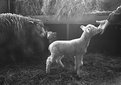 Picture Title - Lamb