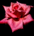 Picture Title - THE GREAT PINK ROSE