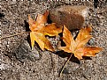 Picture Title - Sycamore Leaves