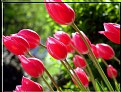 Picture Title - Fuscia Buds