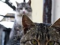 Picture Title - CATS