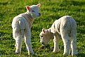 Picture Title - Spring lambs