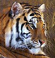 Picture Title - TIGER