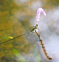 Picture Title - Fantasy on the water.