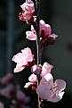 Picture Title - peach blossoms