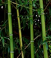 Picture Title - BAMBOO...