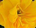 Picture Title - yellower