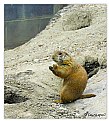 Picture Title - Prarie Dog