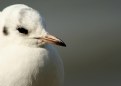 Picture Title - Gull