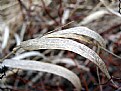 Picture Title - Dried Grass