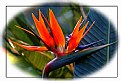 Picture Title - Strelitzia