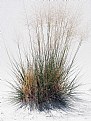 Picture Title - Grasses growing in Sand