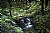 Waterfall through Ferns