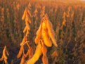 Picture Title - Sunset on Ripe Soybeans